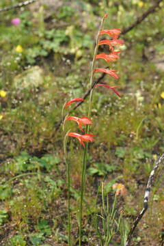 Image of Gladiolus quadrangularis (Burm. fil.) Aiton