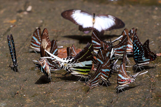 Image of Graphium androcles (Boisduval 1836)