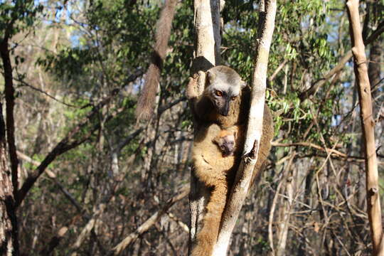 Image of Bennett's Brown Lemur