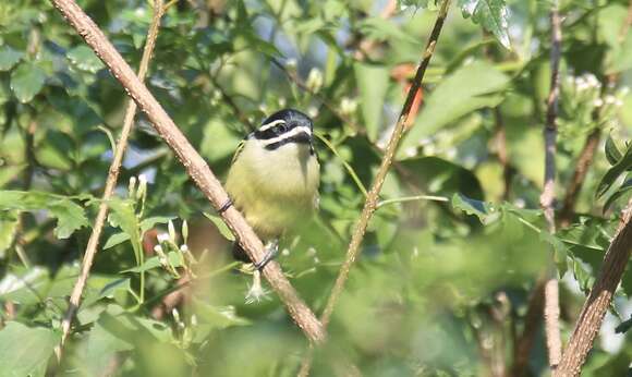 Image of Yellow-rumped Tinkerbird