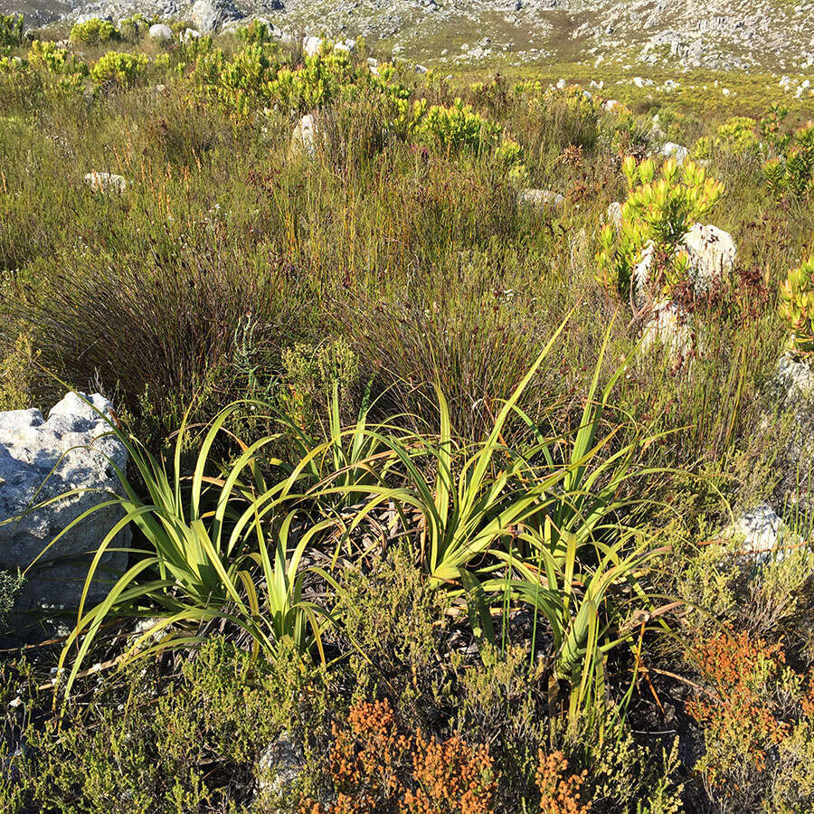 Image of Tetraria thermalis (L.) C. B. Clarke