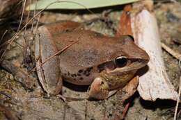 Litoria latopalmata Günther 1867的圖片