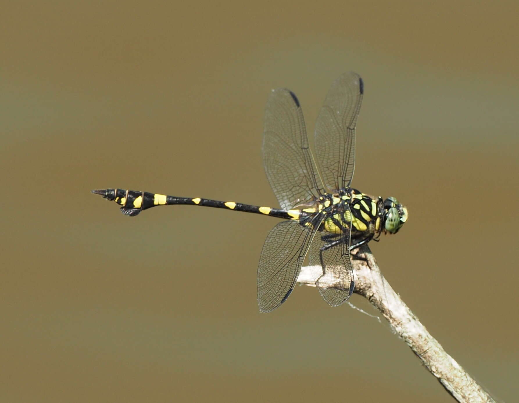 صورة Ictinogomphus rapax (Rambur 1842)