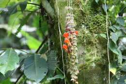 Image of Columnea microcalyx Hanst.