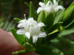 Image of Pimelea congesta F. Müll.