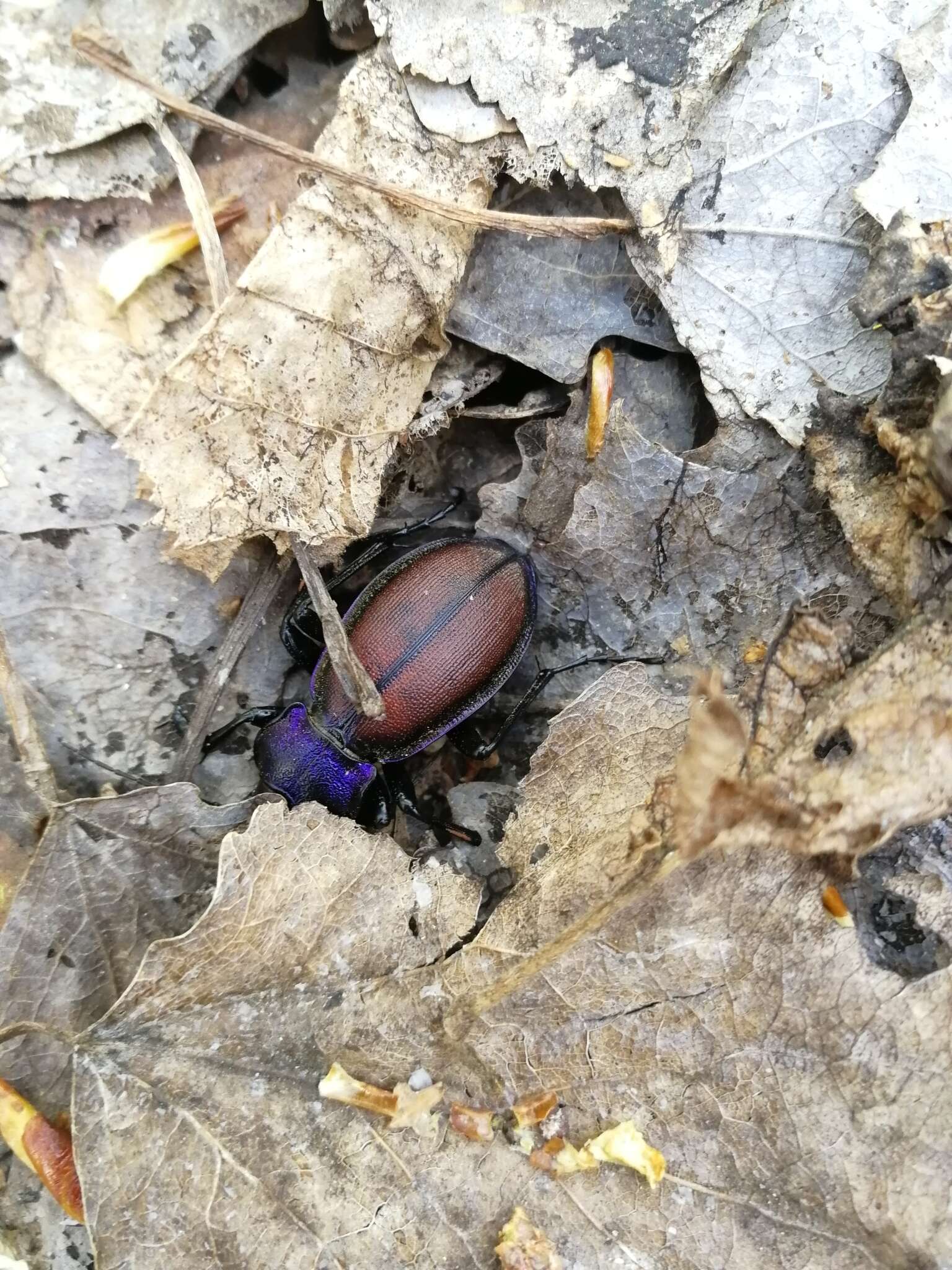 Imagem de Carabus (Megodontus) schoenherri Fischer von Waldheim 1820