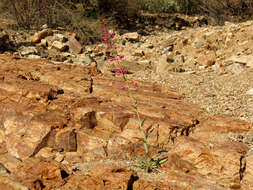 Слика од Penstemon parryi A. Gray