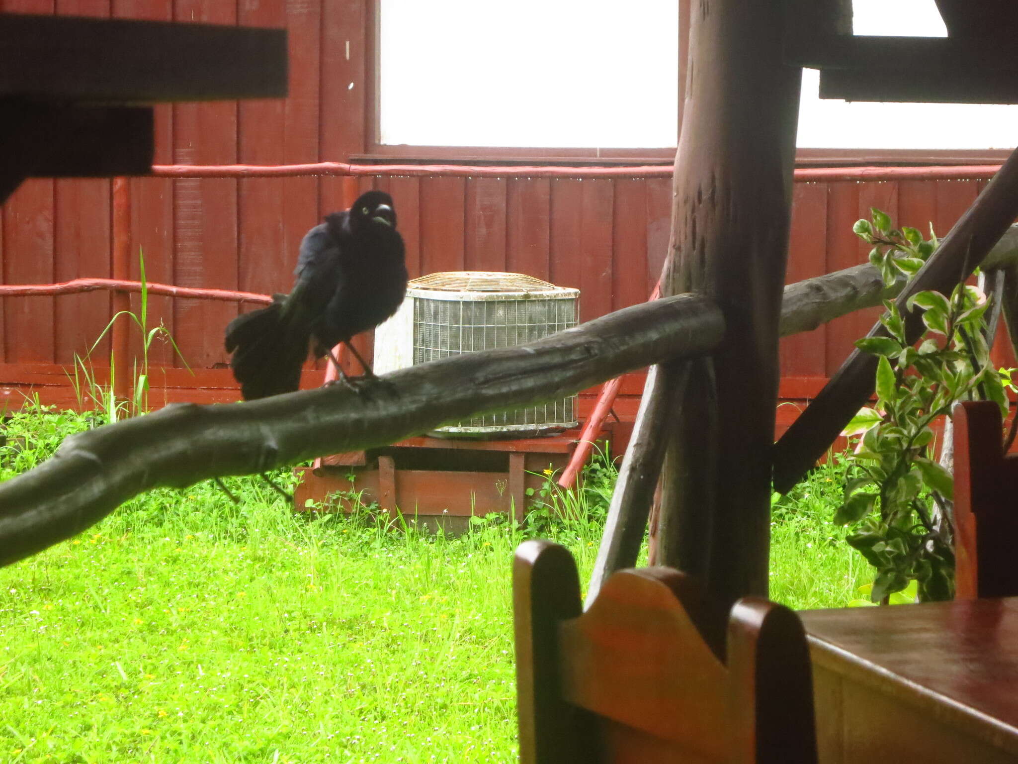 Image of Greater Antillean Grackle