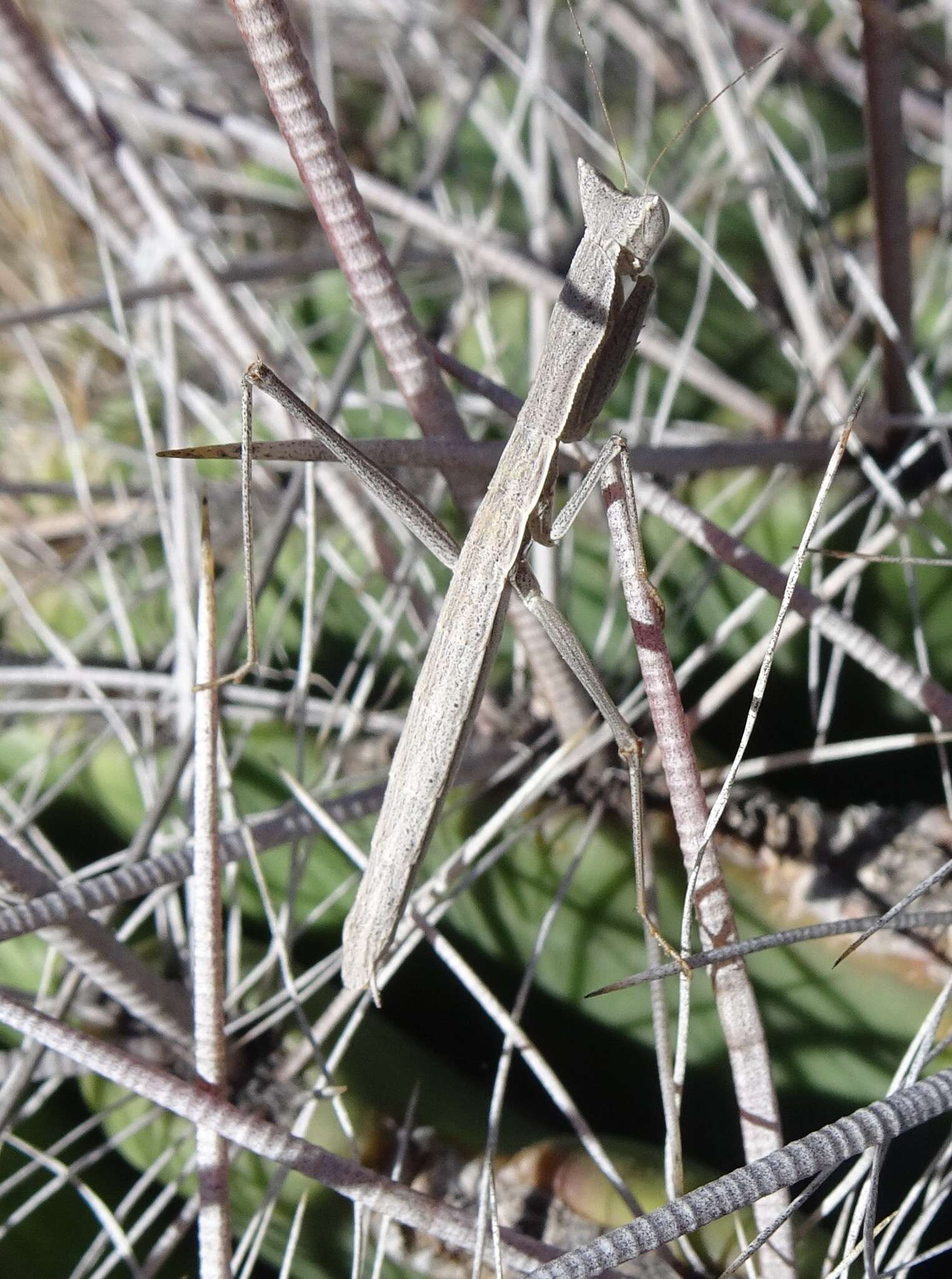 Слика од Yersiniops solitarius (Scudder 1896)