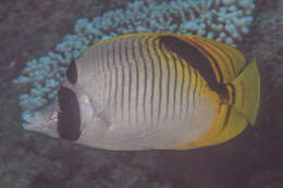 Слика од Chaetodon oxycephalus Bleeker 1853