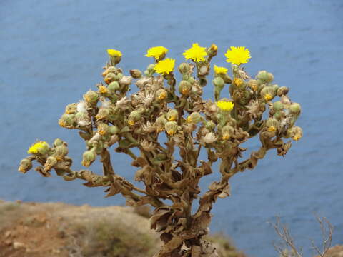 Image of Andryala glandulosa Lam.