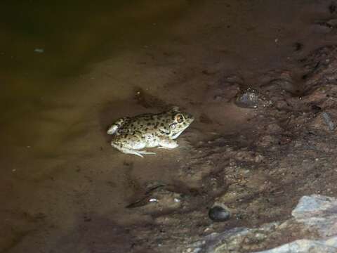 Image of Leptodactylus bufonius Boulenger 1894