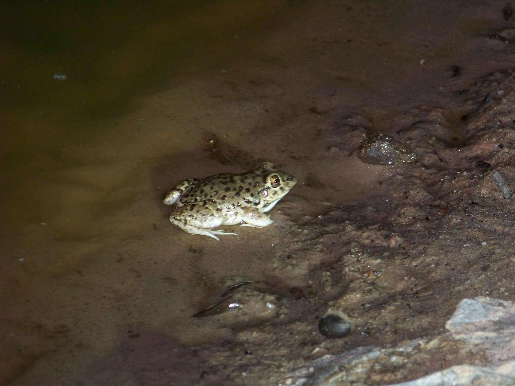 Слика од Leptodactylus bufonius Boulenger 1894