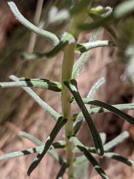 Plancia ëd Lithospermum cobrense Greene