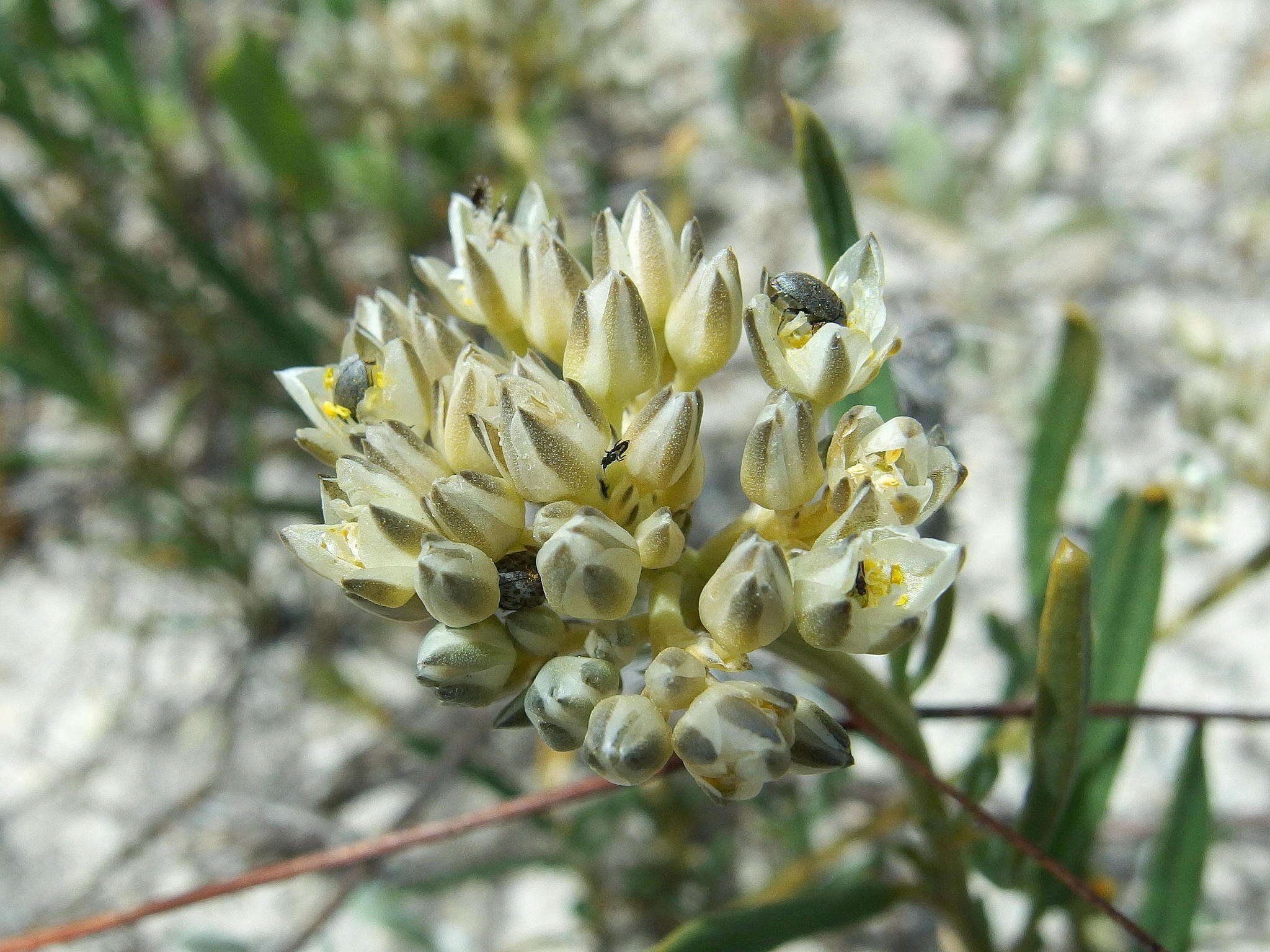 Image of Limeum africanum subsp. africanum