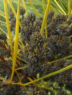 Image of Aciphylla aurea W. R. B. Oliv.