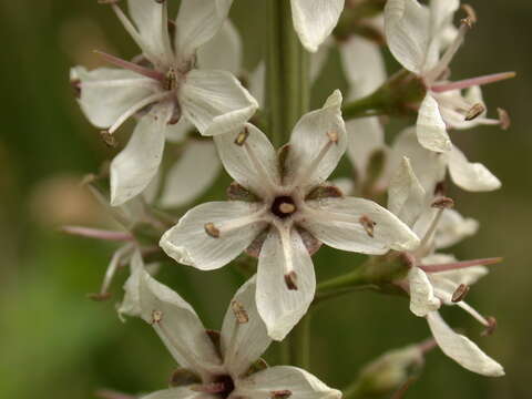 Image of Milky Loosestrife