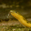 Image of Rhabdops aquaticus Giri, Deepak, Captain & Gower 2017