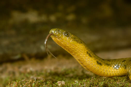 صورة Rhabdops aquaticus Giri, Deepak, Captain & Gower 2017