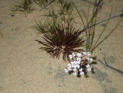 Image of Stylidium kalbarriense A. Lowrie L K. F. Kenneally