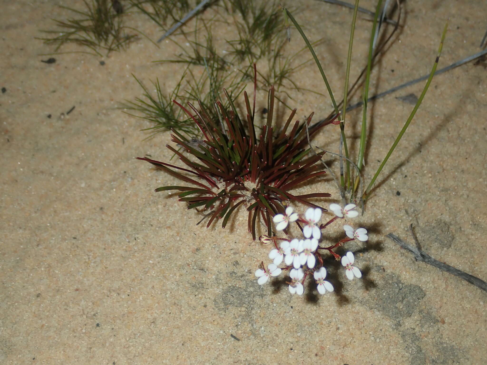 Image de Stylidium kalbarriense A. Lowrie L K. F. Kenneally