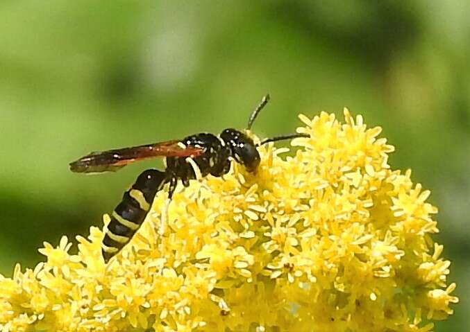 Imagem de Philanthus lepidus Cresson 1865