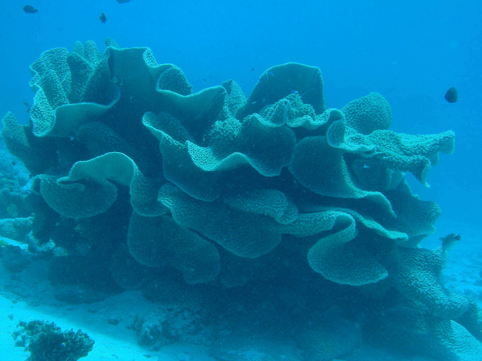 Image of Pagoda coral