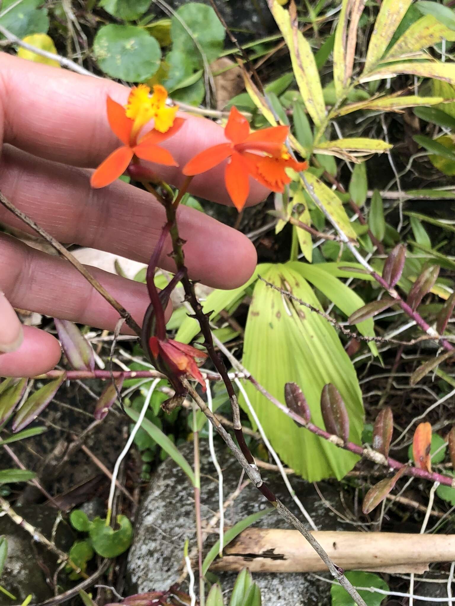 Plancia ëd Epidendrum radicans Pav. ex Lindl.