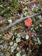 صورة Cladonia bellidiflora (Ach.) Schaer.