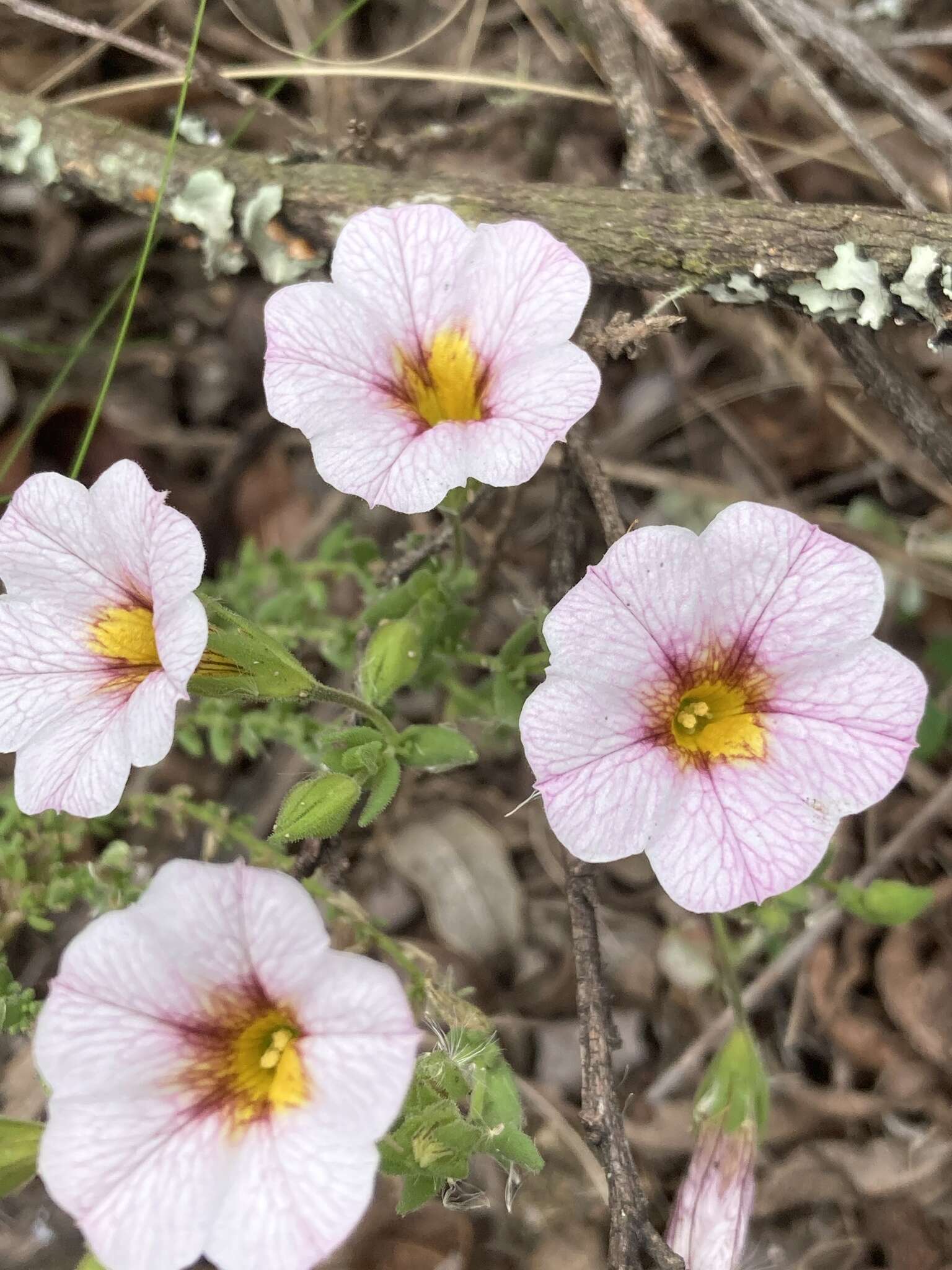 Image of Calibrachoa pubescens (Spreng.) Stehmann