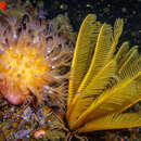 Image of Variable soft coral