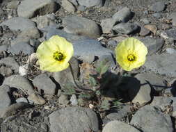 Image of Papaver calcareum V. V. Petrovskii