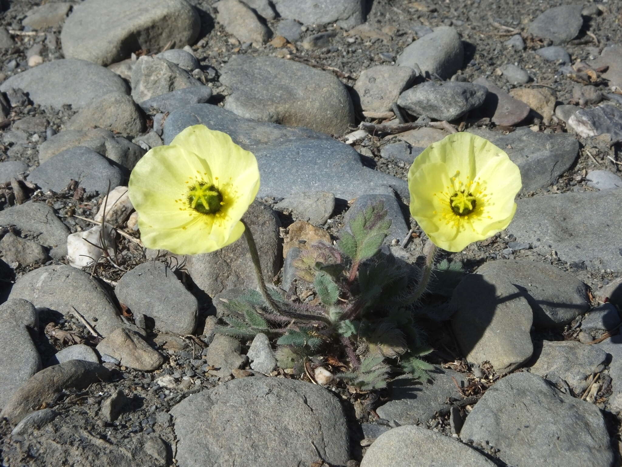 Image of Papaver calcareum V. V. Petrovskii