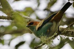 Image of Black-backed Tanager