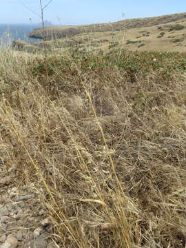 Image of wild oat