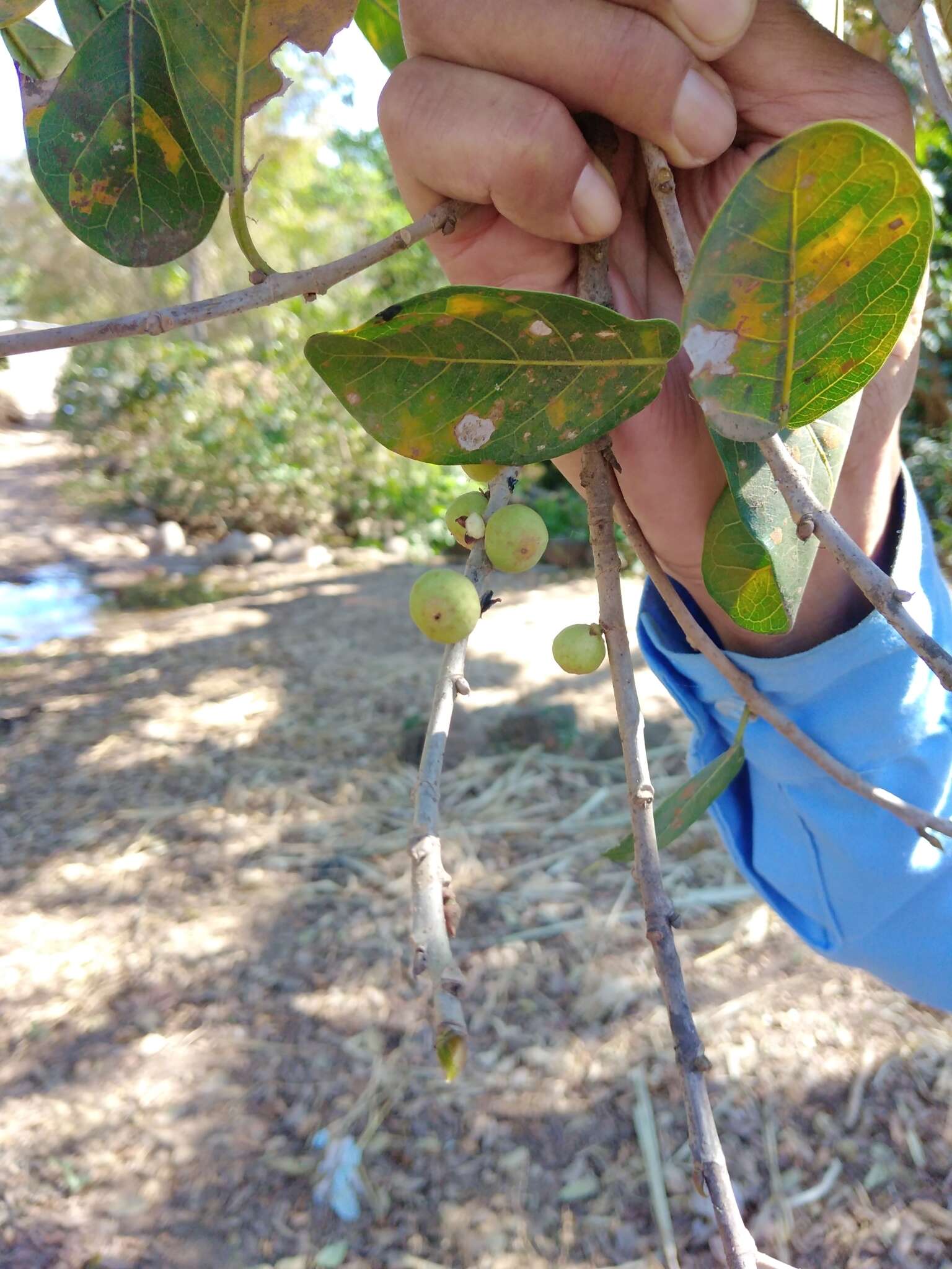 Ficus obtusifolia Kunth的圖片