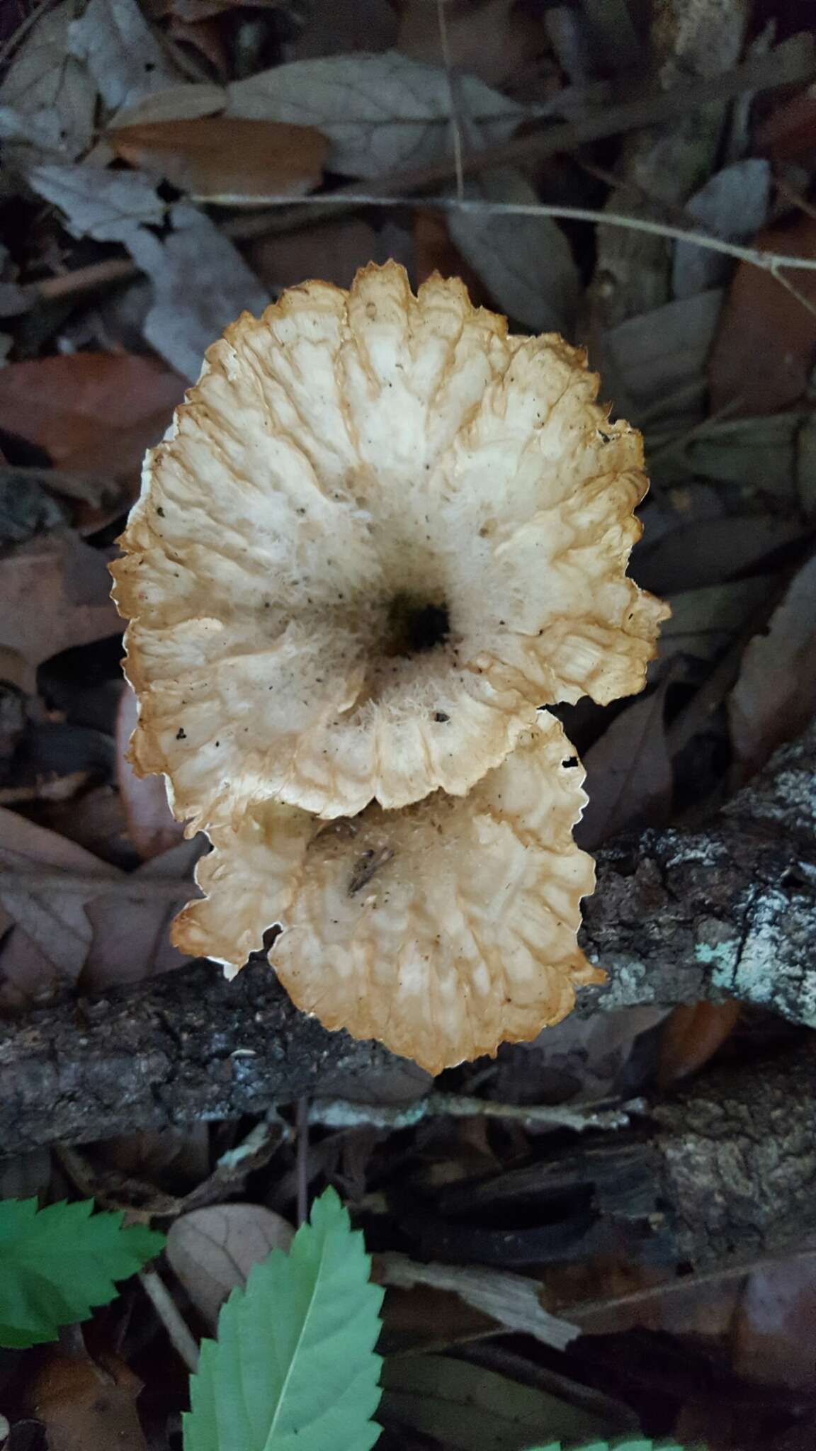 Image of Cymatoderma caperatum (Berk. & Mont.) D. A. Reid 1956