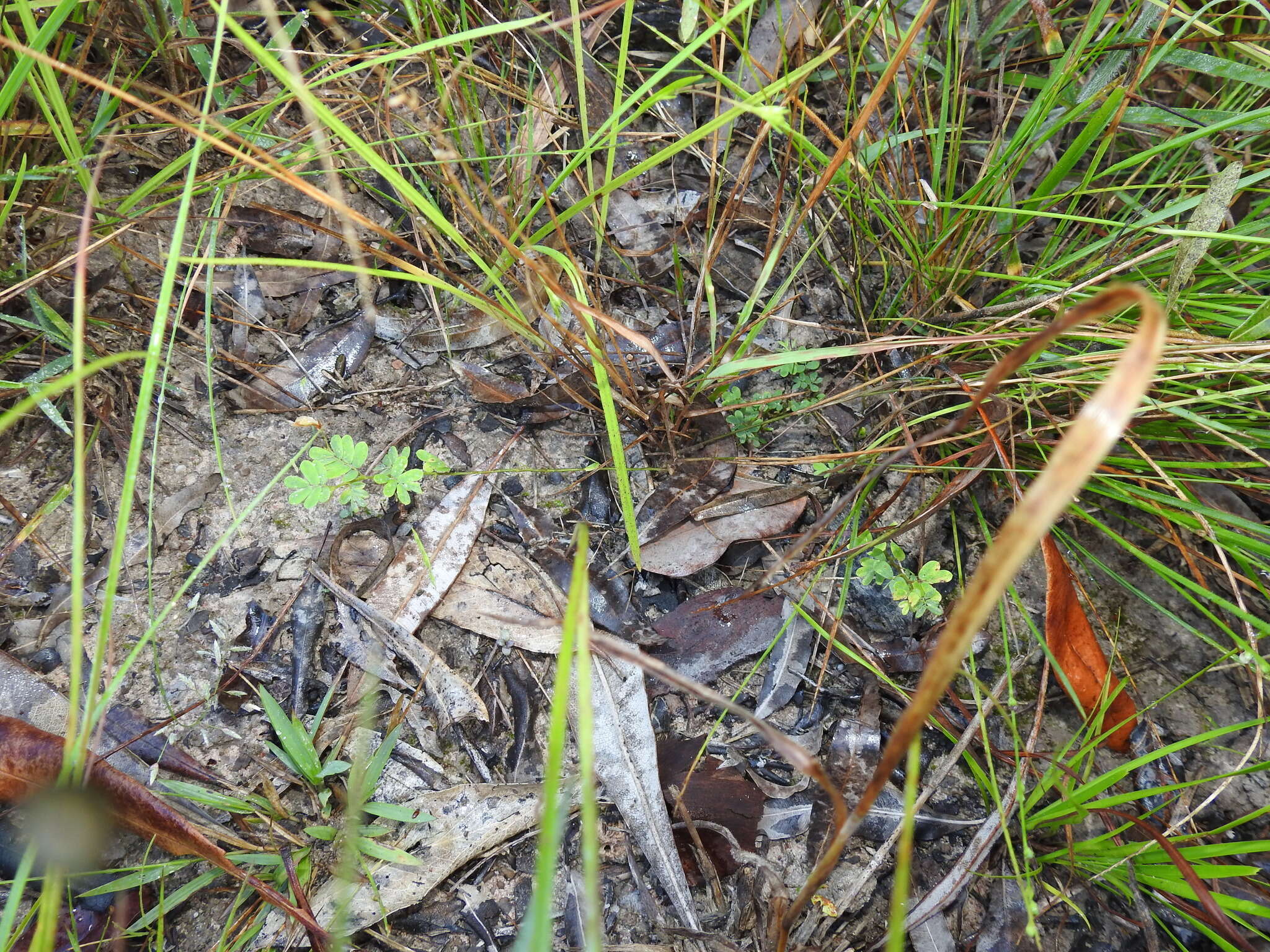 Imagem de Aeschynomene brevifolia Poir.