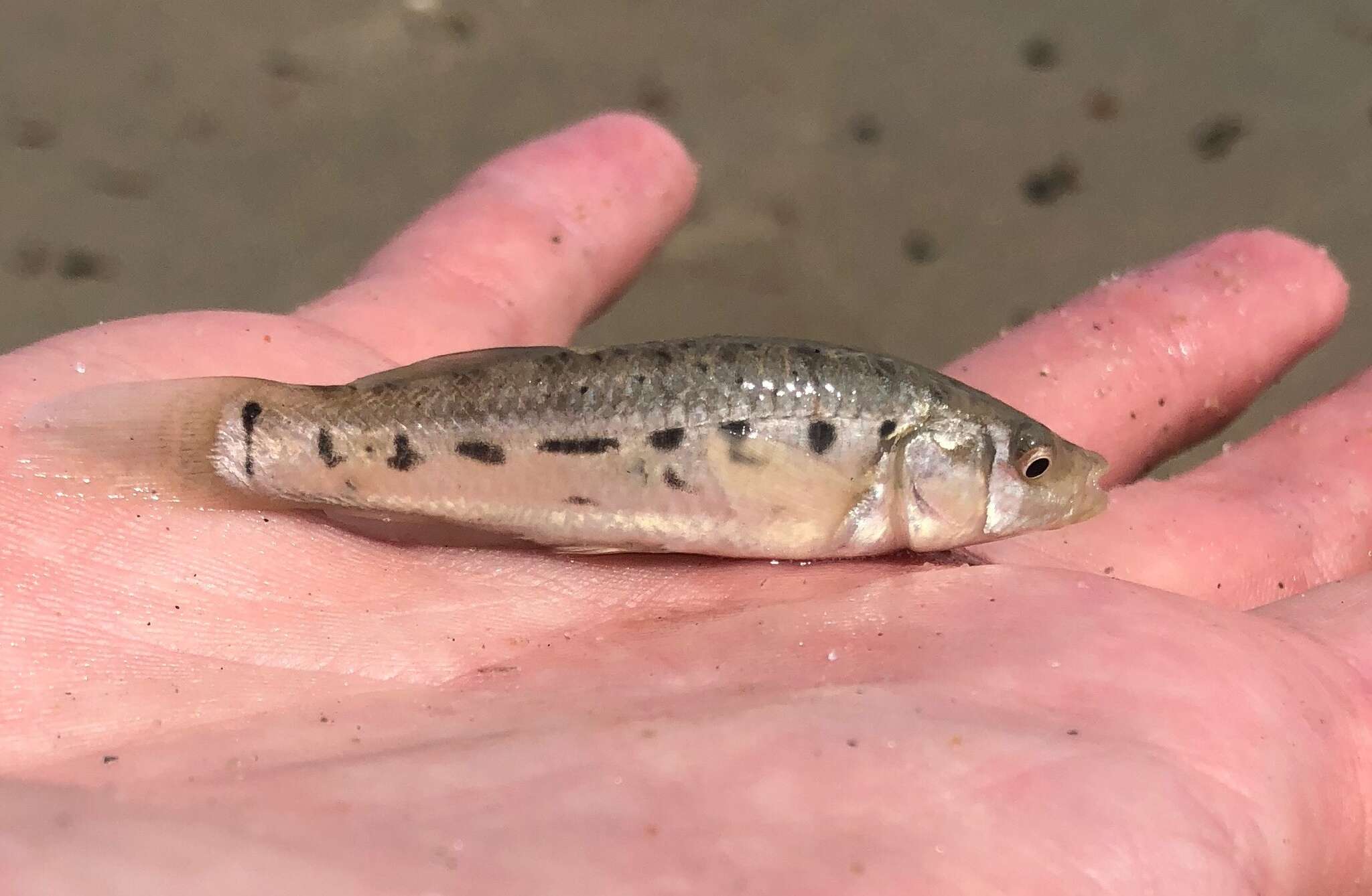 Image of Striped Killifish