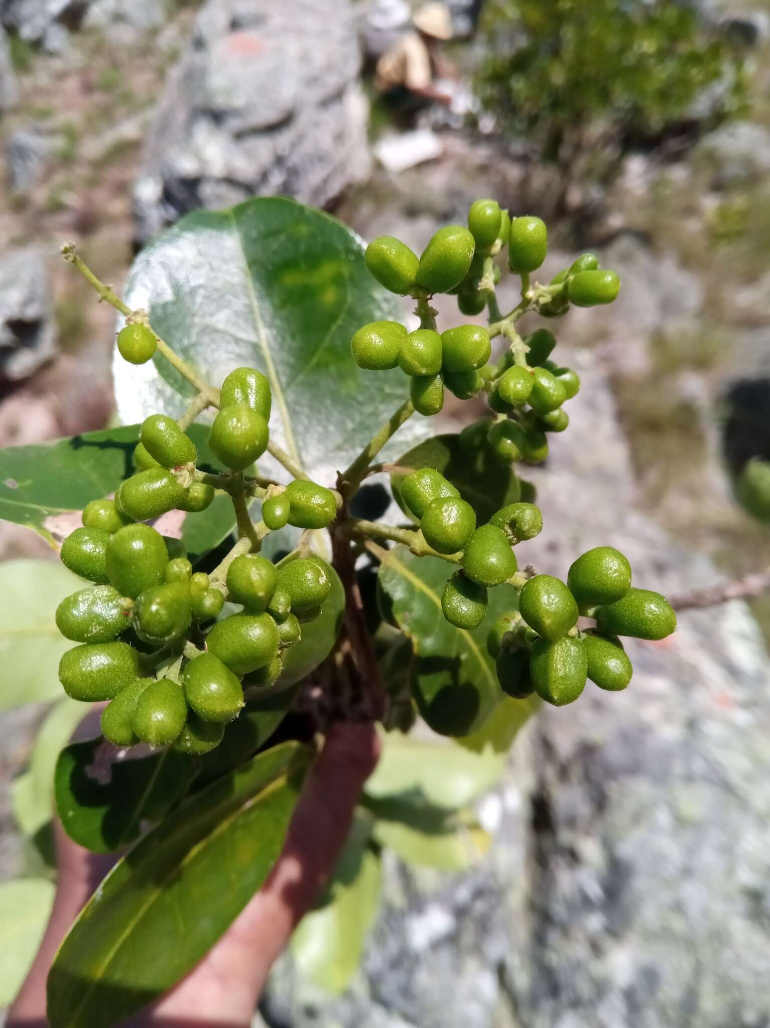 Image of Melicope madagascariensis (Baker) T. G. Hartley