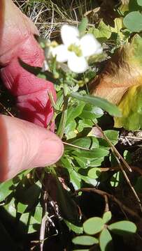 Image of sand-dune rockcress