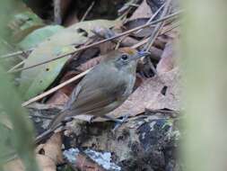 Image of Plain Antvireo