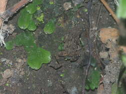 Image of Dumortieraceae