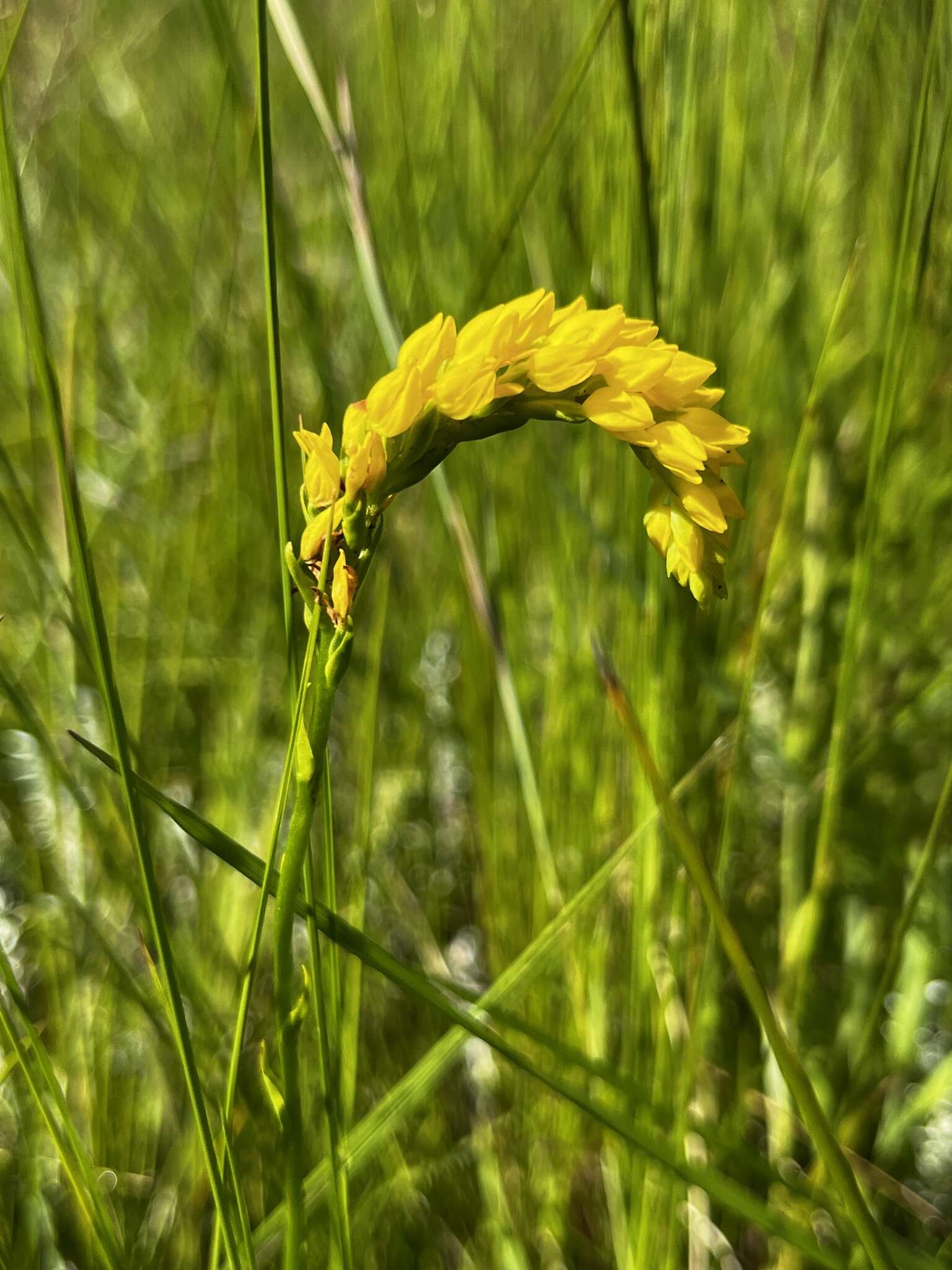 Imagem de Schizochilus zeyheri Sond.