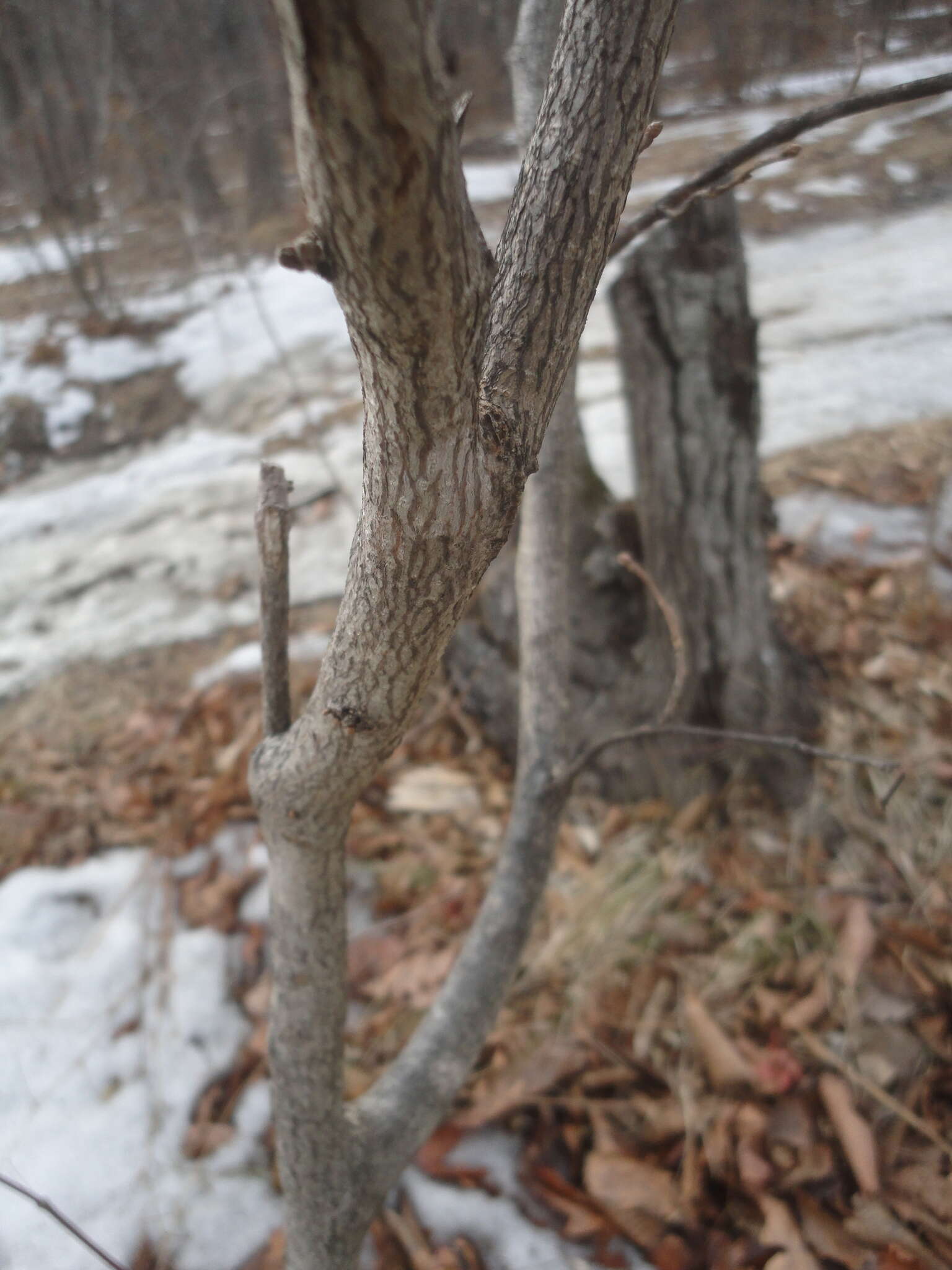 Image of Corylus sieboldiana var. mandshurica (Maxim.) C. K. Schneid.