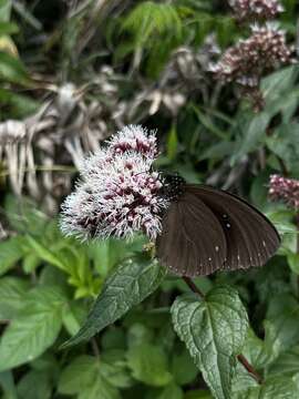 Image of Eupatorium luchuense Nakai