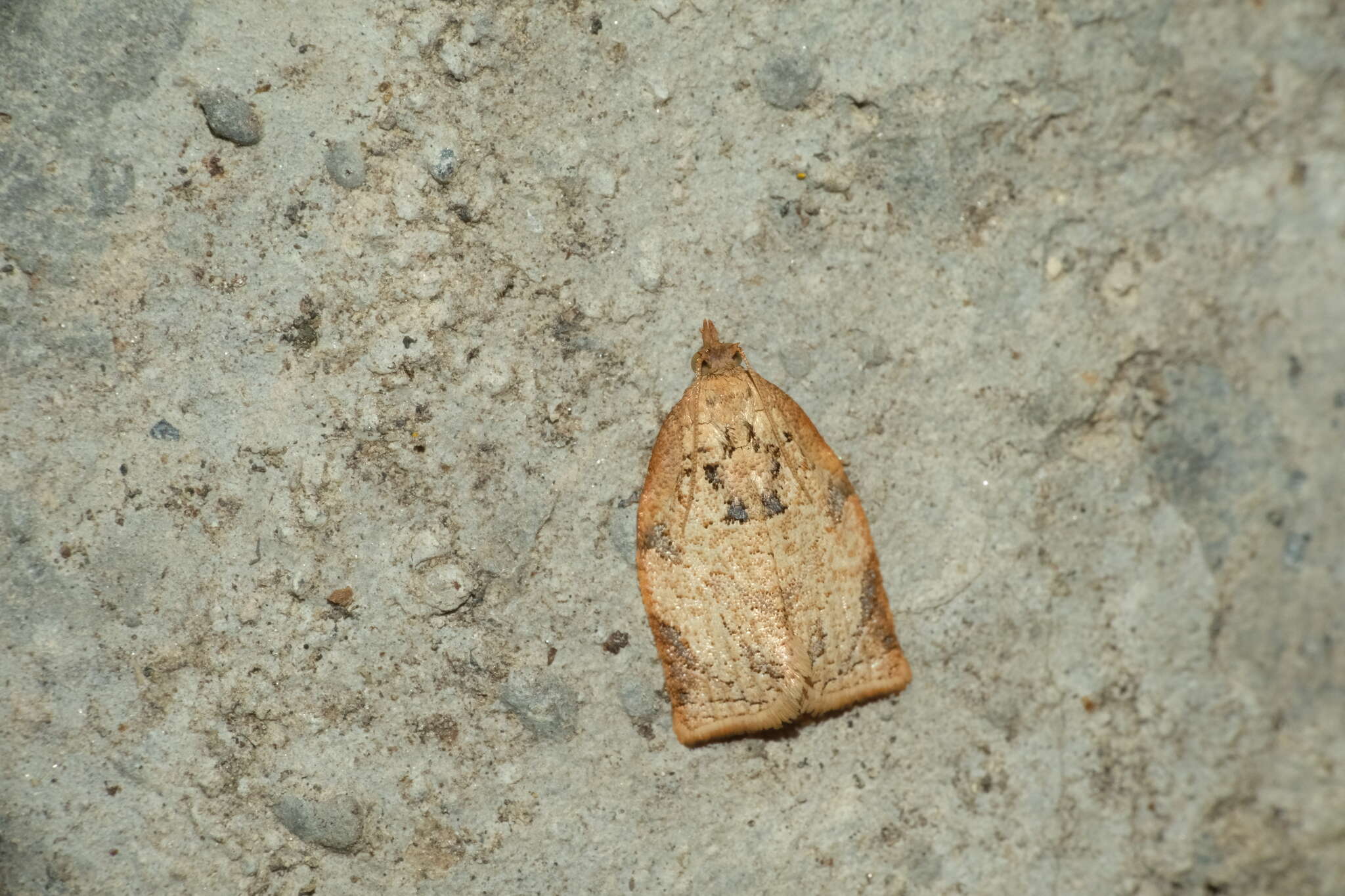 Image of Appleleaf-curling moth