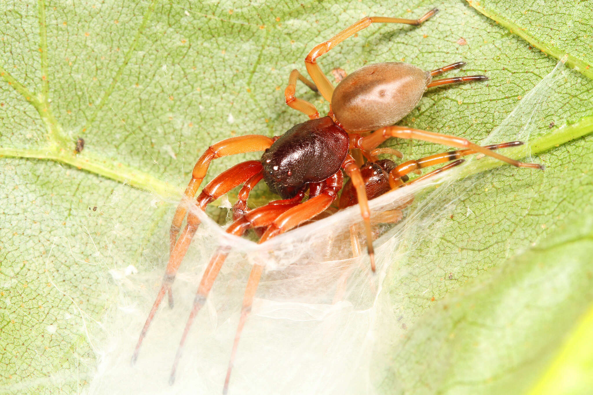 Image of Trachelas tranquillus (Hentz 1847)