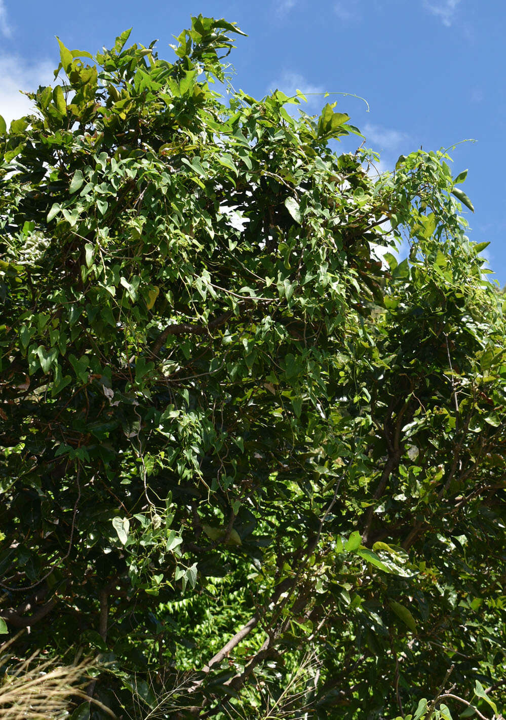 Image of Tinospora smilacina Benth.