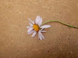 Image of Chrysanthemum zawadskii subsp. peleiolepis (Trautv.) A. V. Grebenjuk & Czepinoga